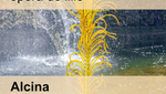 Xs_avatar